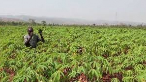 Osun Microcredit Agency disburses N5m as loans to cassava farmers